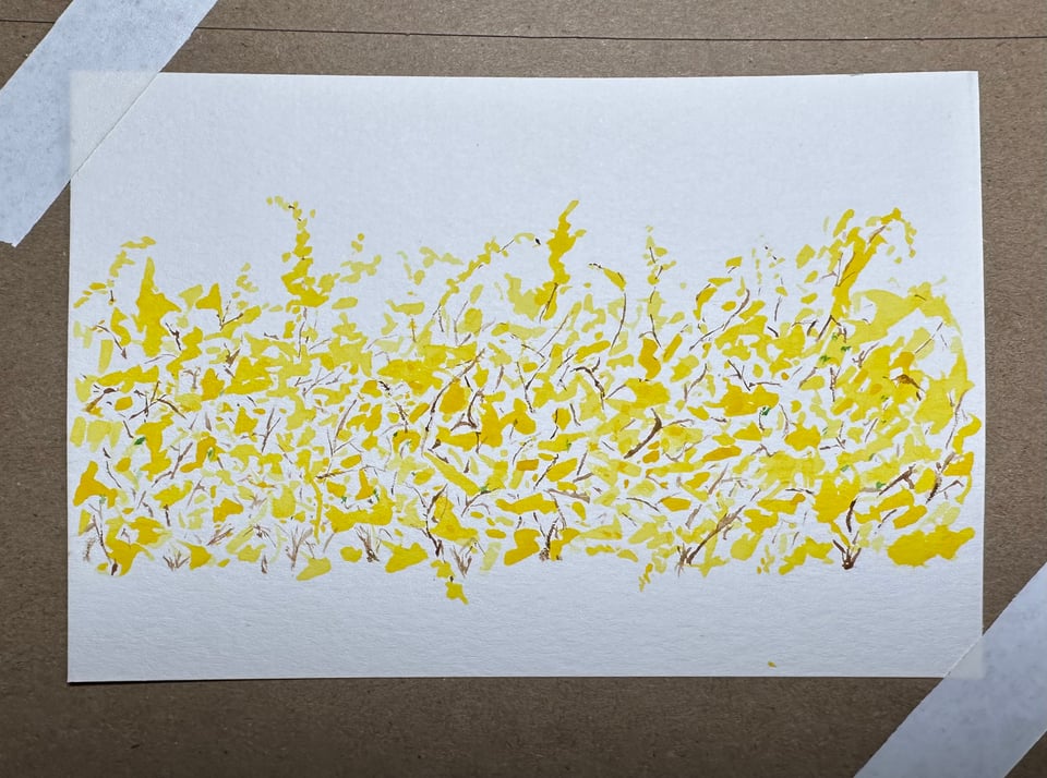 photo of a postcard watercolor of forsythia in bloom