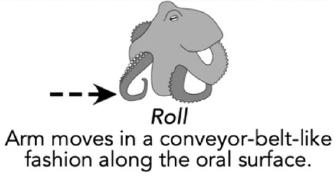 Cropped portion of a scientific figure with an octopus "walking" along and an arrow showing direction of movement. Text reads, "Roll: Arm moves in a conveyor-belt-like fashion along the oral surface."