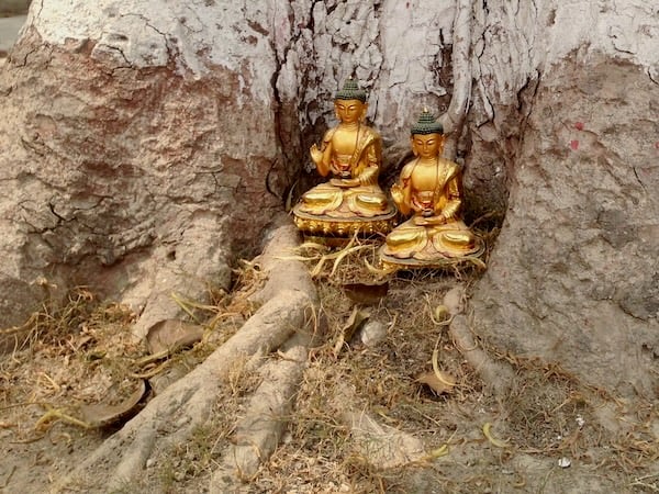 Two small seated golden Buddha statues sit nestled in the base of a tree trunk, one slightly more elevated than the other. The ground is covered in dried grass and leaves. Each statue rests on a base of lotus flowers. The Buddhas' right hands are lifted upwards and their left hands cradle a black bowl in the palms.