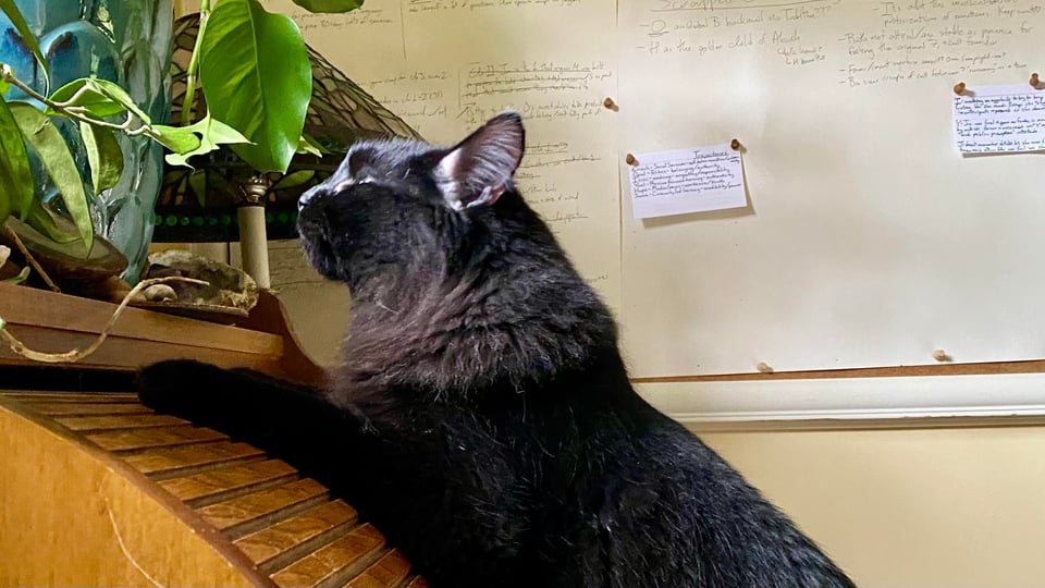 A fluffy black cat is half visible in the frame, leaning up to sniff some houseplants with his lower half not visible. He is leaning on a roll top wooden desk with a very full cork board with notes on it behind him.