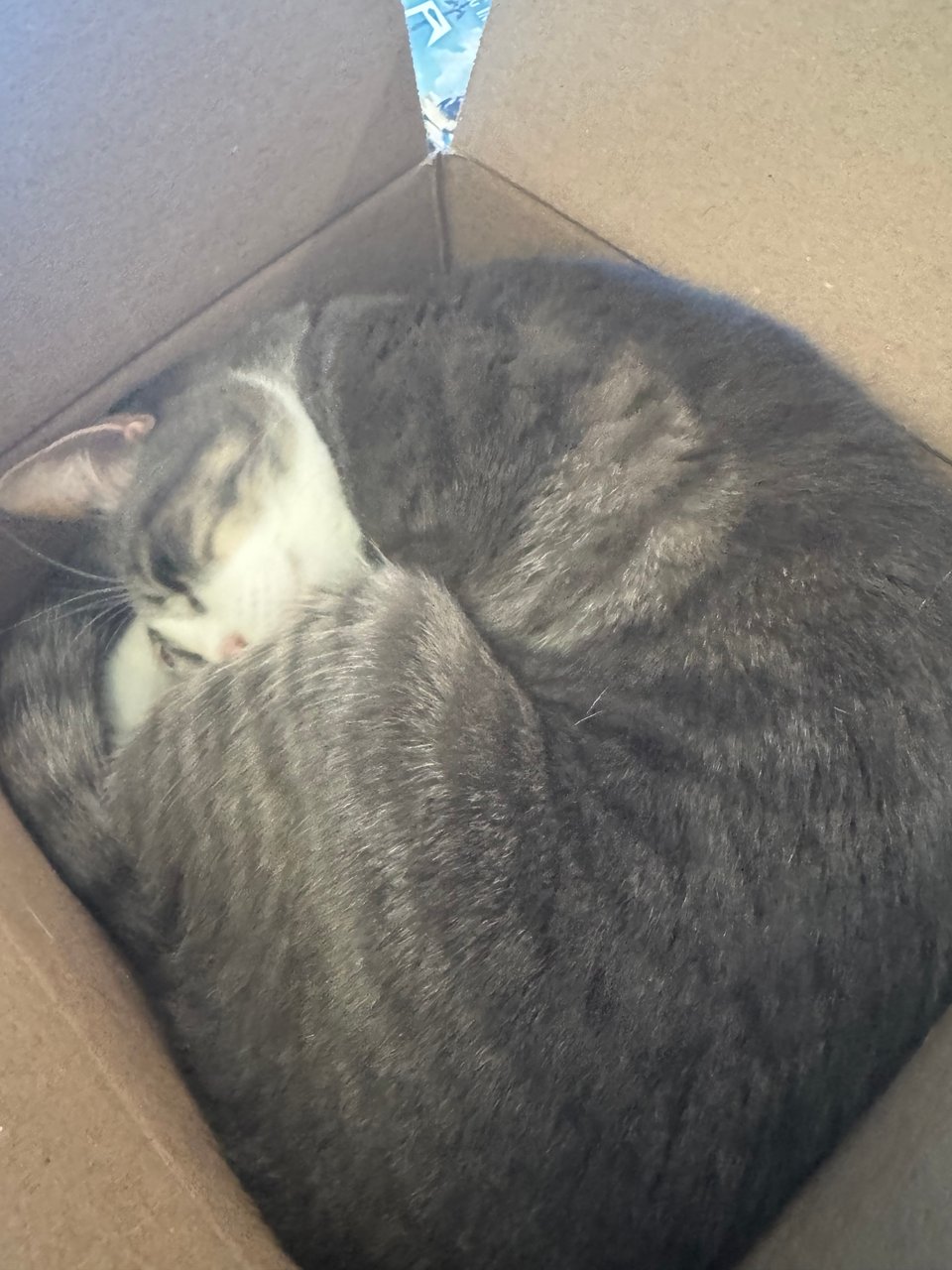 A gray cat curled up in a box