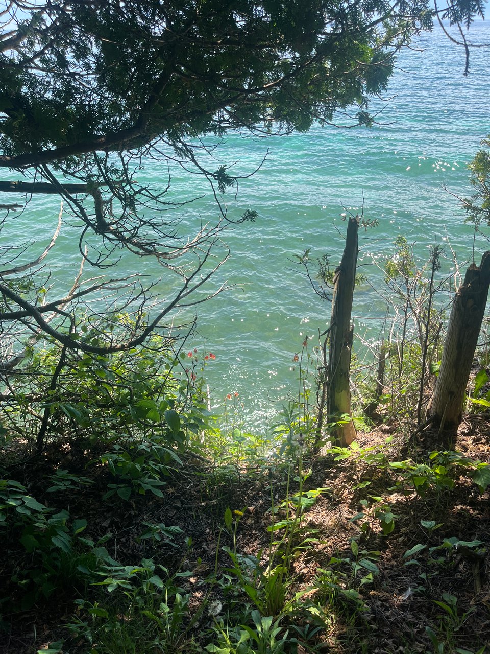 teal Lake Michigan water seen between branches and flowers along the shore