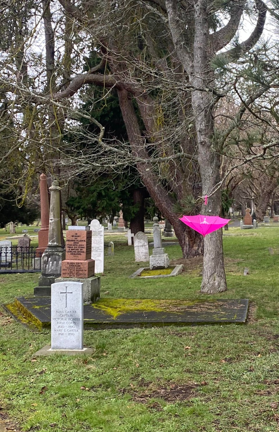Colour photo. A pink umbrella open and hanging from a tree in a cemetery