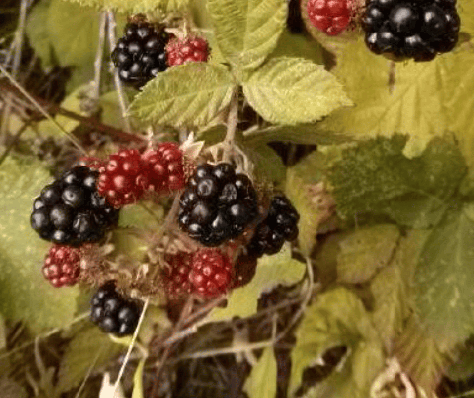 A cluster of blackberries on a bush. Some are deep red but a few are ripe and look ready to pick.