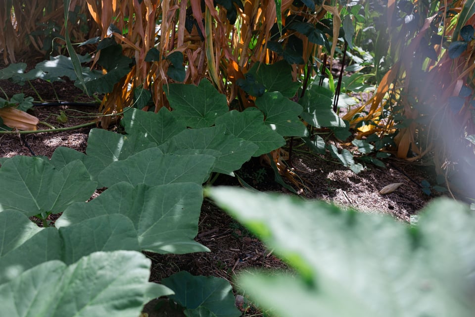 a trail of squash leaves into the corn