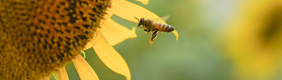 a bee flying toward a sunflower
