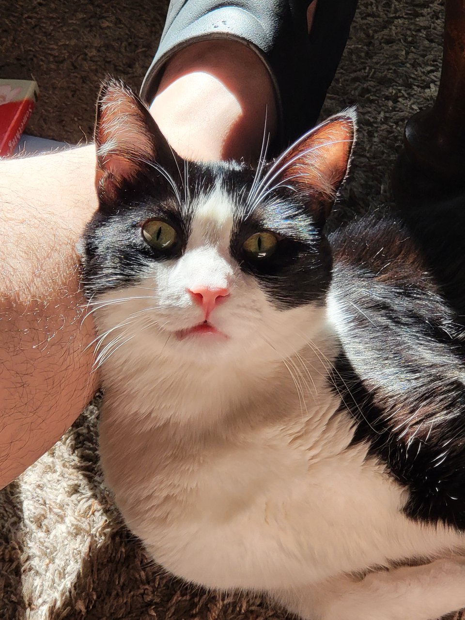 My black and white cat Tiansheng resting on my arm. He's making a really vacant face.