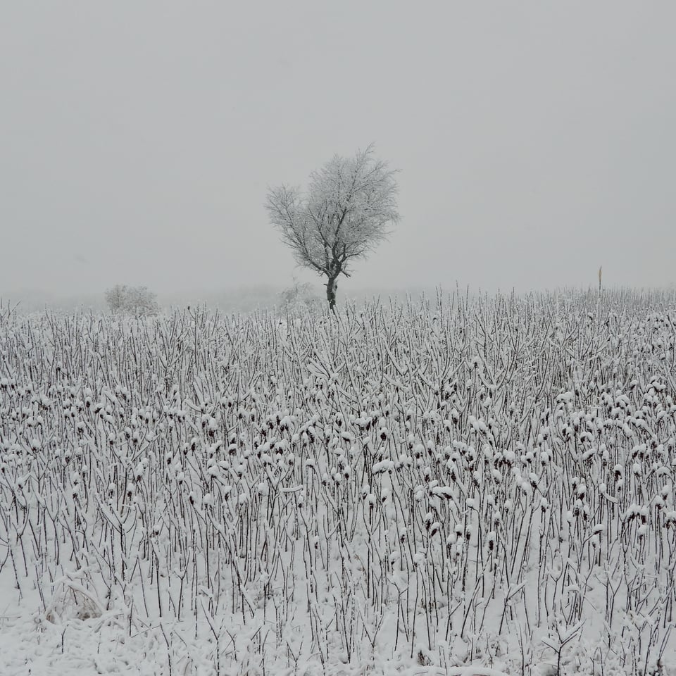 Fresh snow on sumac berries and a prairie Christmas tree. / Photo by Steve Dietz