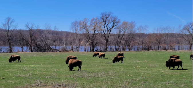 A few of the 300-some bison at Prairie Island’s sprawling Buffalo Project area. Well-loved, well-managed by our Dakota neighbors.
