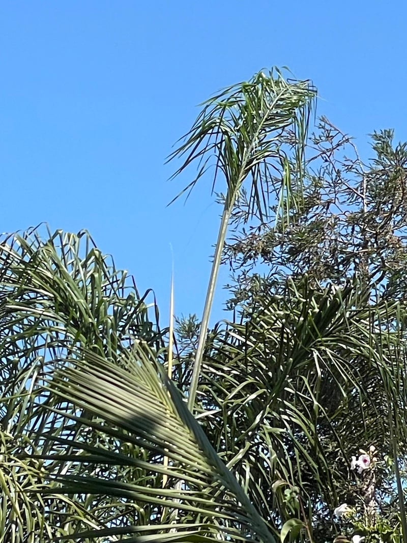 the same palm tree as previous photo only now the palm tree frond is getting bigger