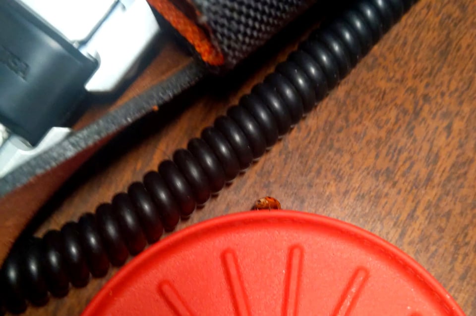 Photograph of a ladybug walking along the edge of a red coaster on top of a wooden desk, next to a coiled black cord and a leather valet tray..