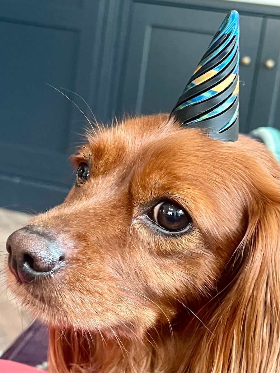 A cute dog with a little pointy hat on.