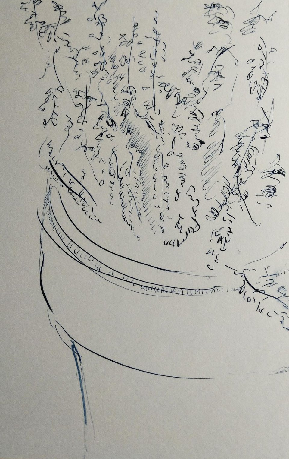 Pen and ink drawing of a Calluna vulgaris