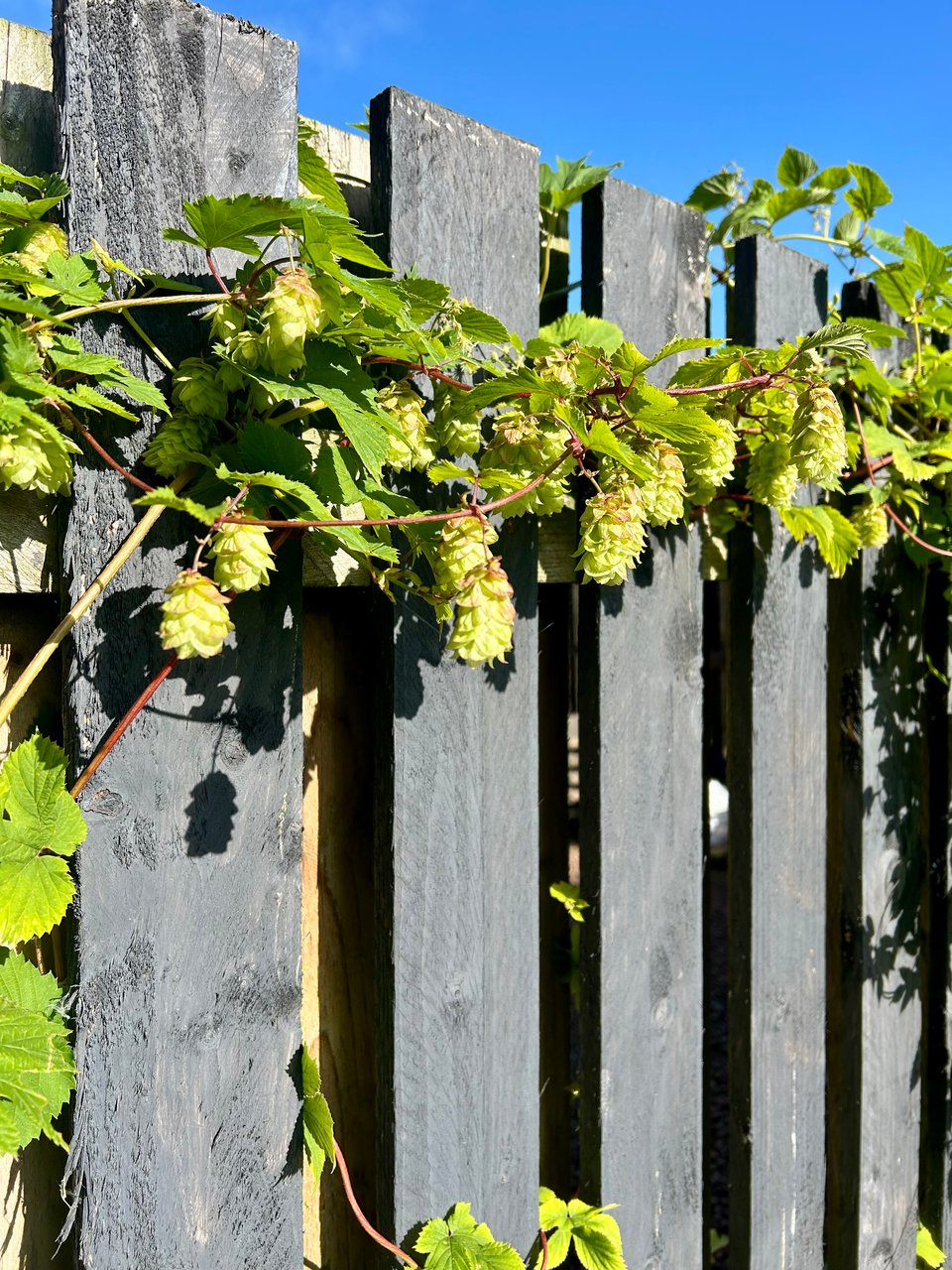 A garland of acid green hops and hop flowers cascades over a grey fence. There's bright blue sky above. Image by Rowan Ambrose.