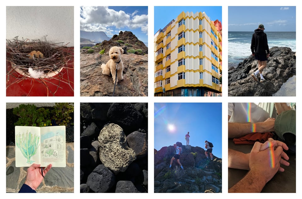 Collage Februar: Taubennest, Hund in den Bergen, im am Meer, wir auf einem Berg, Zeichnungen von Kakteen