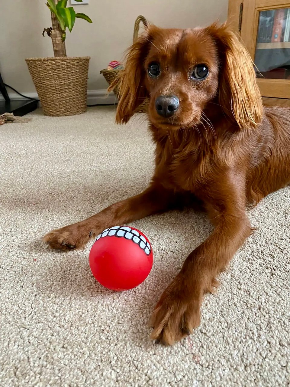 Radio plays with his red ball.