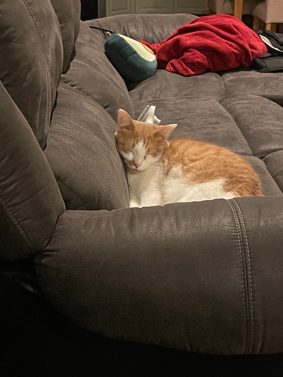 Small cat sleeping on the couch