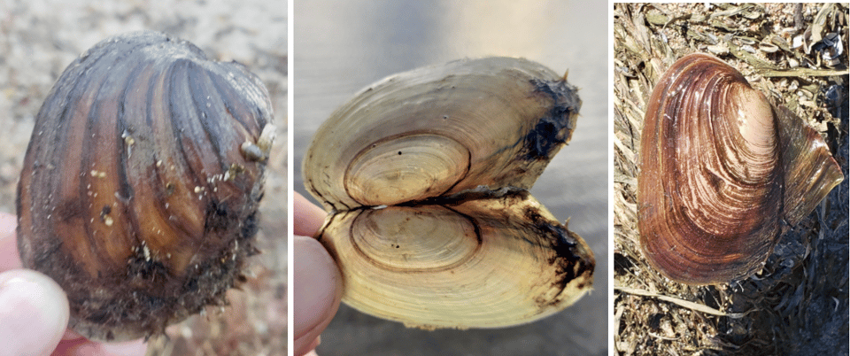 Native mussels in Lake Pepin help maintain water quality. From left to right: three-ridge mussel, fragile papershell, pink heelsplitter. / Photo by Steve Dietz