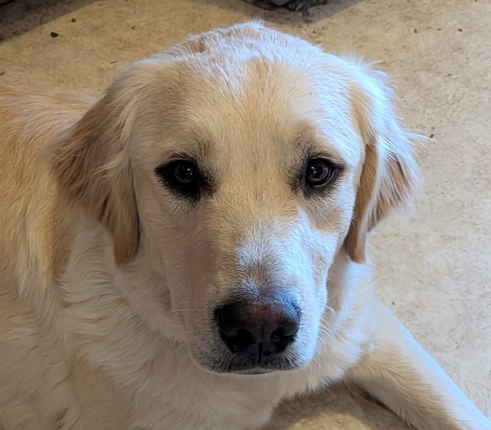 New dog moon