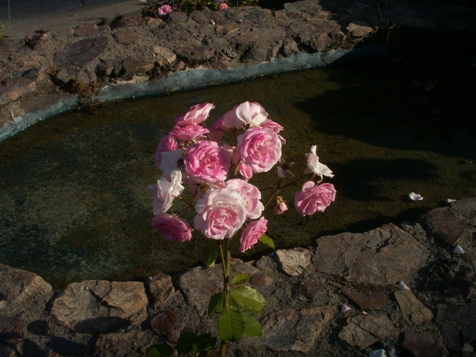 Roses photographed at Oakland's Morcom Rose Garden on a Konica Minolta Dimage X-1 digital camera.