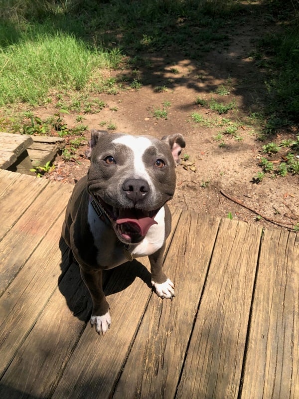 A pit bull sitting in the sun outside, panting happily.