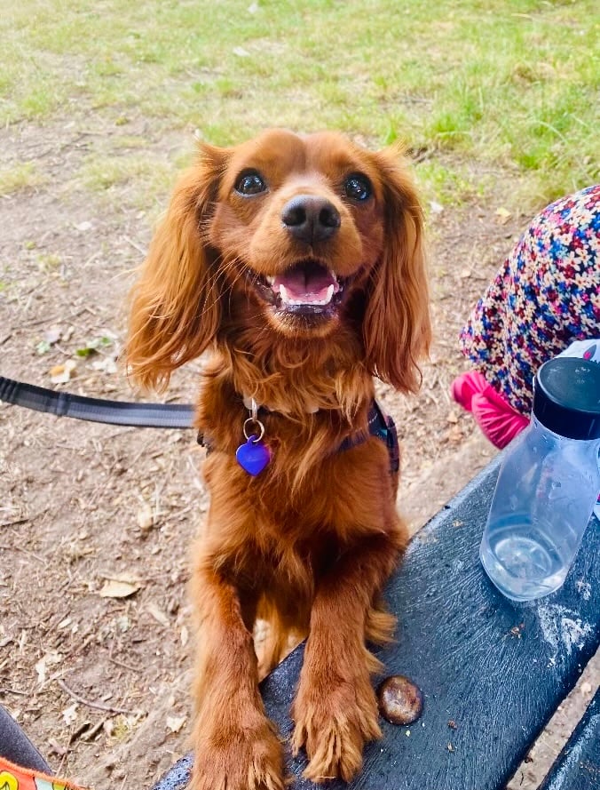 Radio is too cute with his front paws on a bench.
