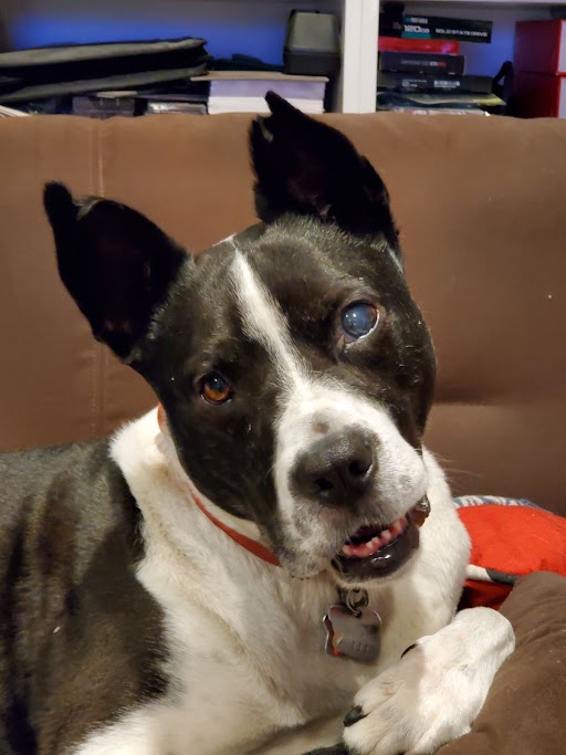 Vanburen, a black and white pit bull mix with torn ears and one blind eye.