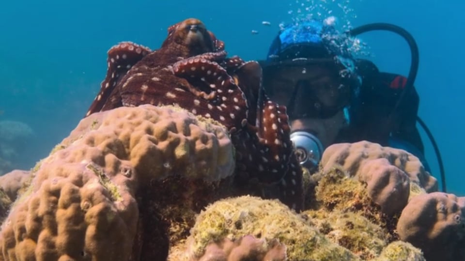 A screenshot from Secrets of the Octopus showing day octopus Scarlet in the foreground, casually cleaning herself while Dr Alex Schnell in scuba gear watches.