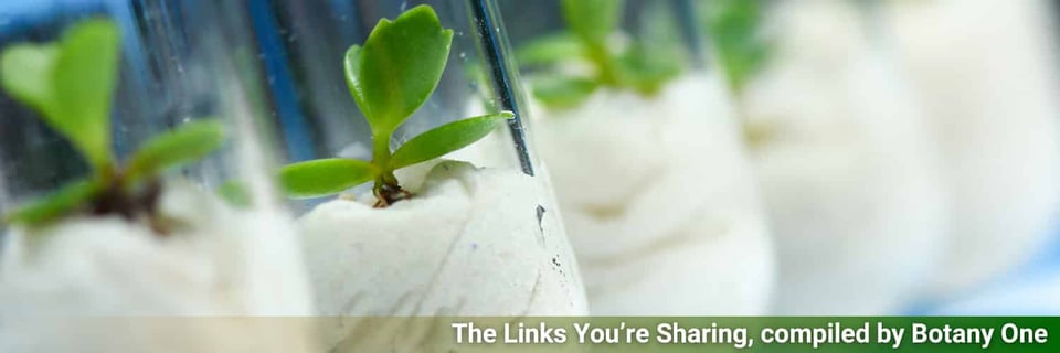An image of seedlings in test tubes