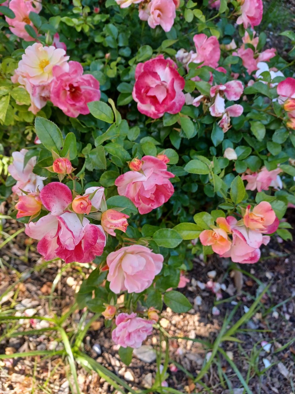 variegated pink red peach colored roses