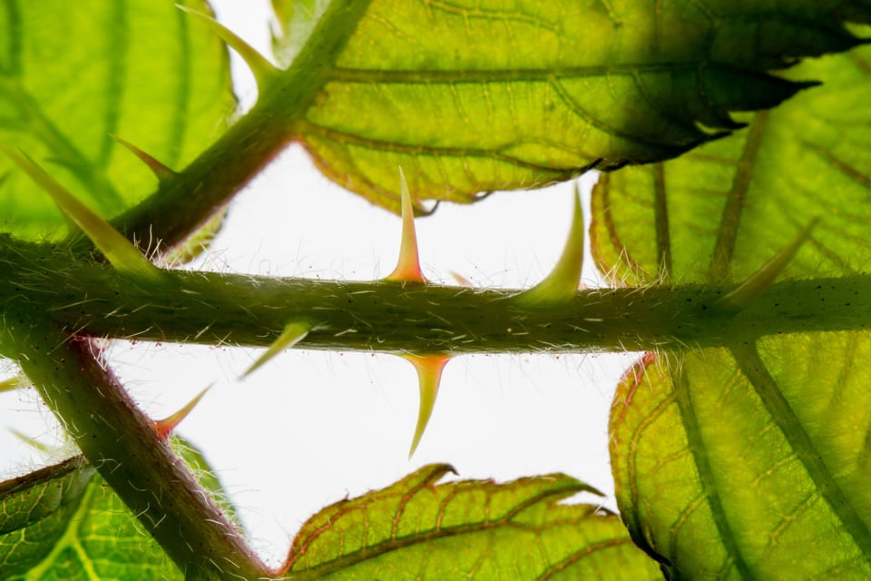 A blackberry vine with several fresh green thorns