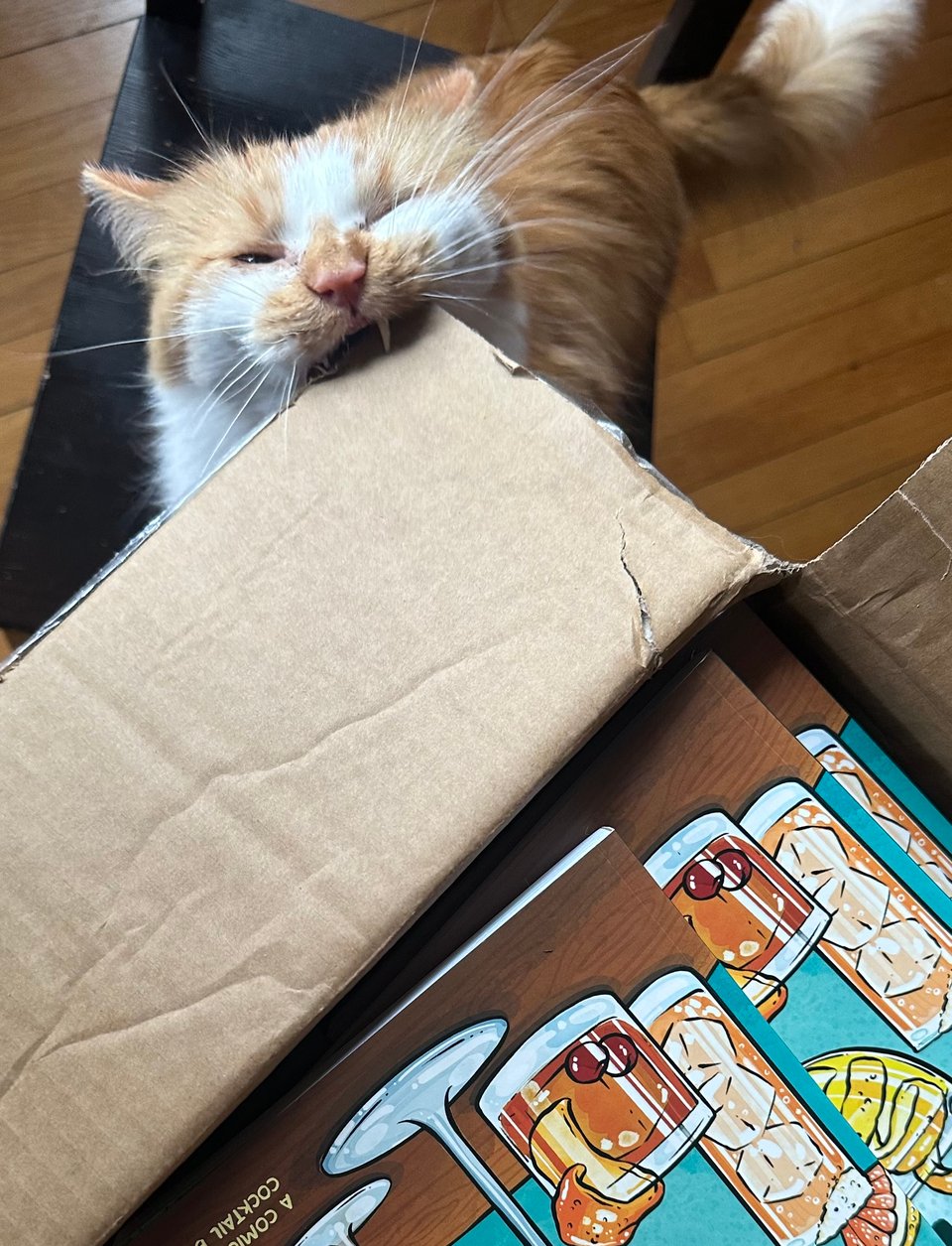 A fluffy orange and white kitty chomping on the flap of a cardboard box containing copies of Let's Make Cocktails!