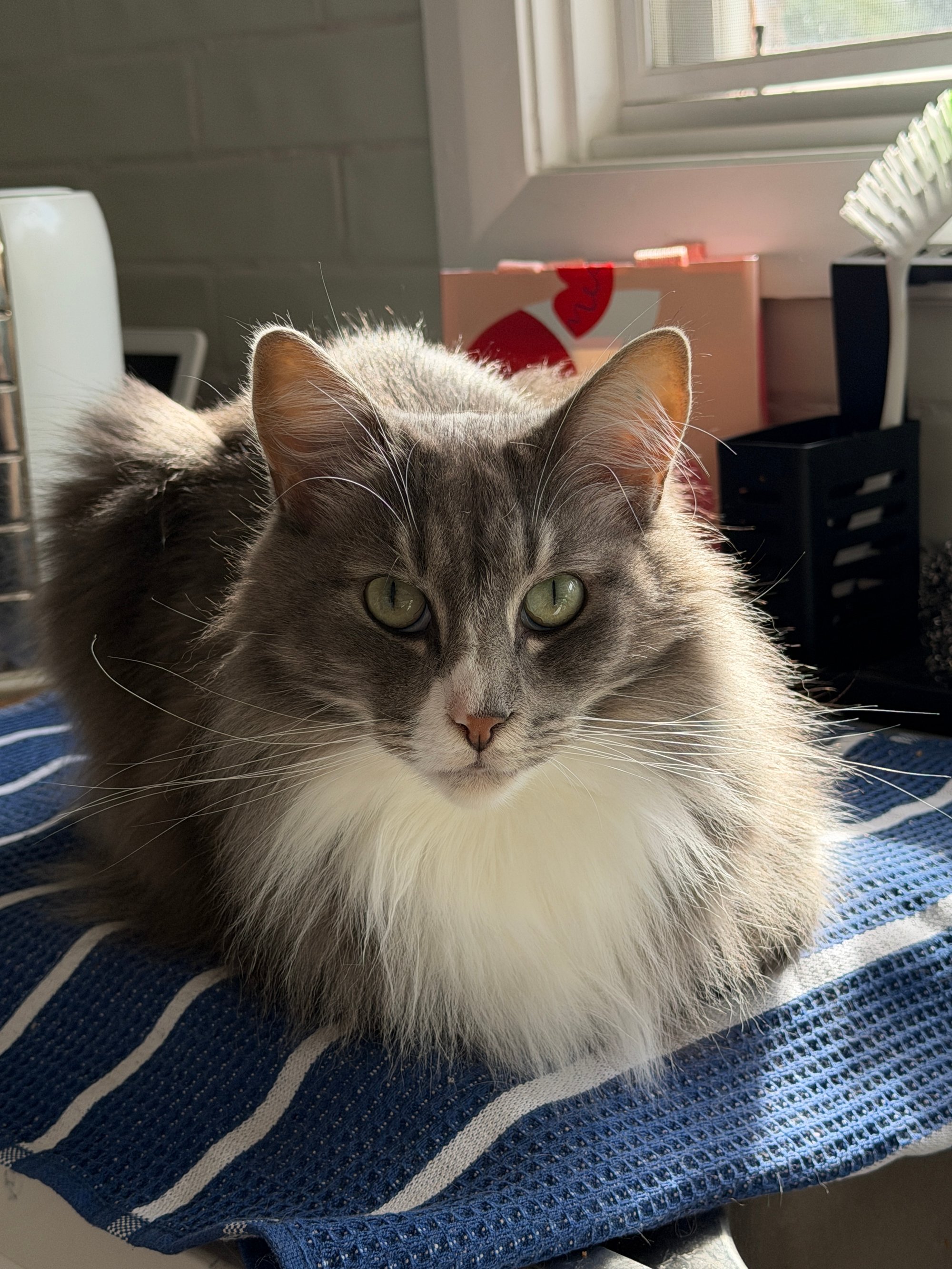 gandalf