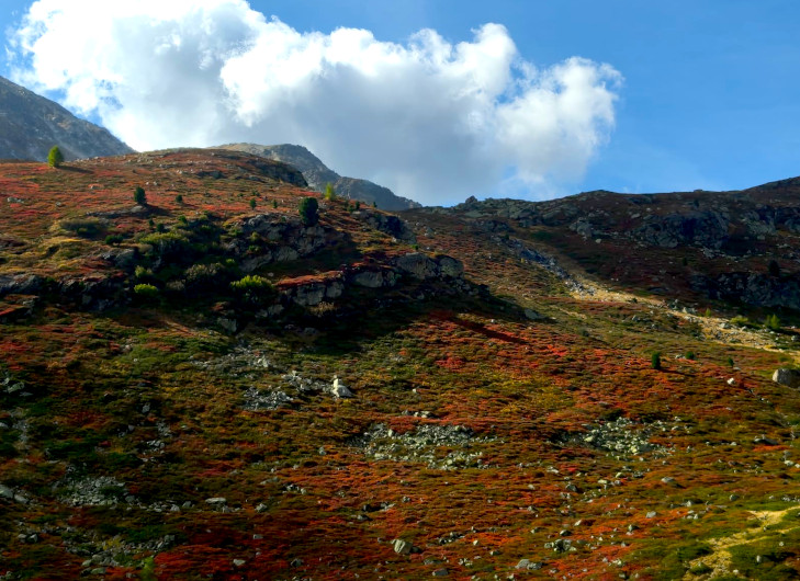A picture of a mountain range with red grass and a few trees.