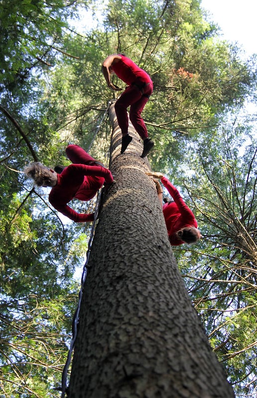 A view of a tall tree from the ground up. Circling the tree are three aerial dancers wearing red, dangling in various poses.