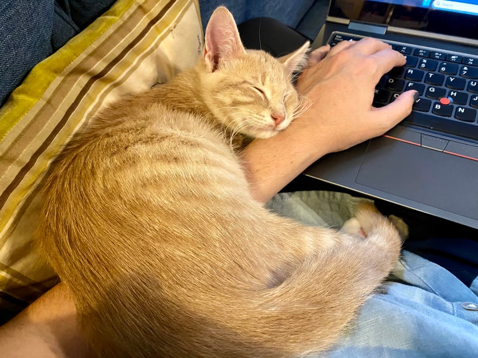 And orange and white tabby kitten sleeping curled up on my wrist while I'm trying to use my laptop. I needed a wristbrace after this because I couldn't bring myself to move him
