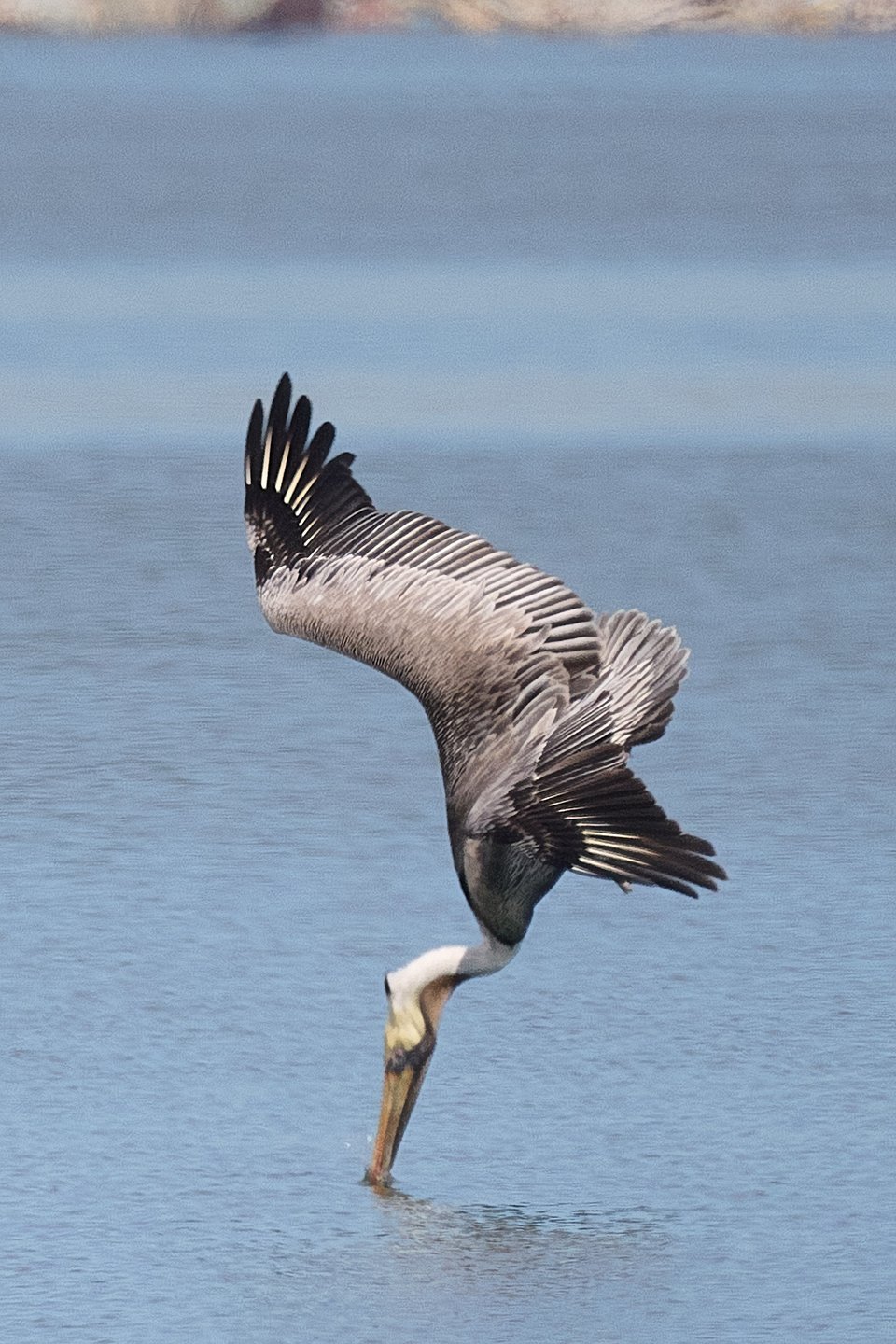 A diving pelican, its beak juuuuust piercing the water