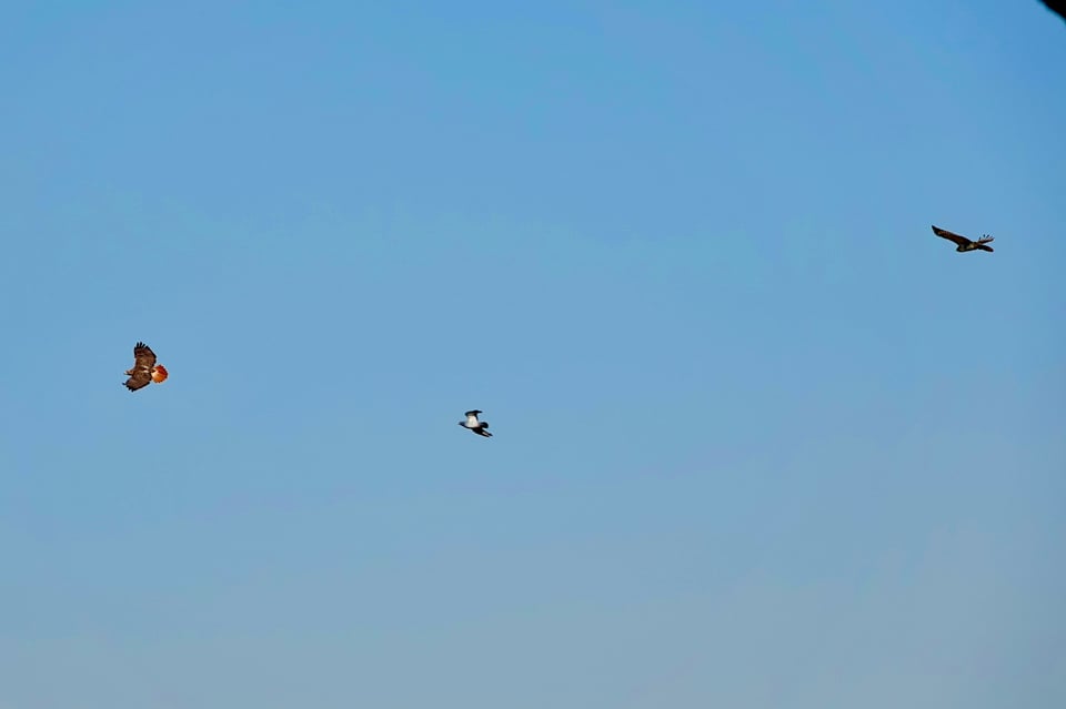 two red-tailed hawks chasing a pigeon. the red tail of one is looking especially red!
