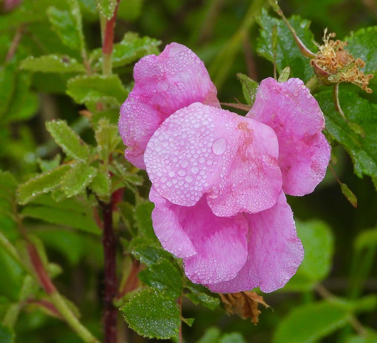 A prairie wild rose (Rosa arkansana). We think these native plants, most often found on prairies in southern and western Minnesota, are even more beautiful than domestic roses. / Photo by Steve Dietz