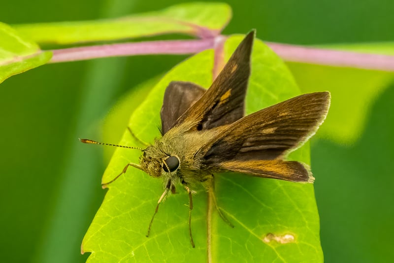 We love the common name of this grass-skipping insect – the northern broken-dash. Its nomer comes from a hard-to-spot interrupted group of specialized scent scales (stigma) on the male’s forewing. Adult broken-dashes visit the park’s fields and roadsides from June to mid-August, drinking nectar from alfalfa, clover, dogbane, milkweed, blazing star and other prairie flowers. / Photo by Earl Bye