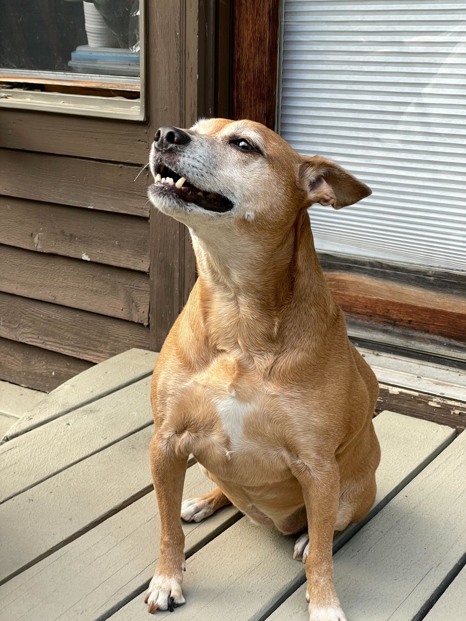 Kizu, a short-haired fawn-colored dog with a white-flecked muzzle, one pointed ear and one half-flopped ear and dark brown eyes is sitting down on a gray-board deck in front of a glass door whose inside is covered by folding blinds. Kizu is sitting in a way that accents the chest muscles, and is sniffing the air happily, mouth half-open.