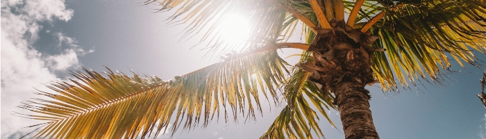 a palm tree with the sun behind it