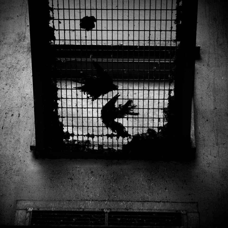 B/w photograph of a grid with what could possibly be a dead bird, photographed from below.