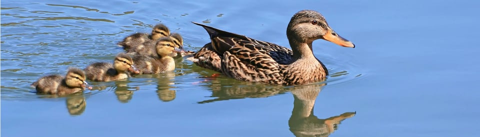 a mother duck and her ducklings
