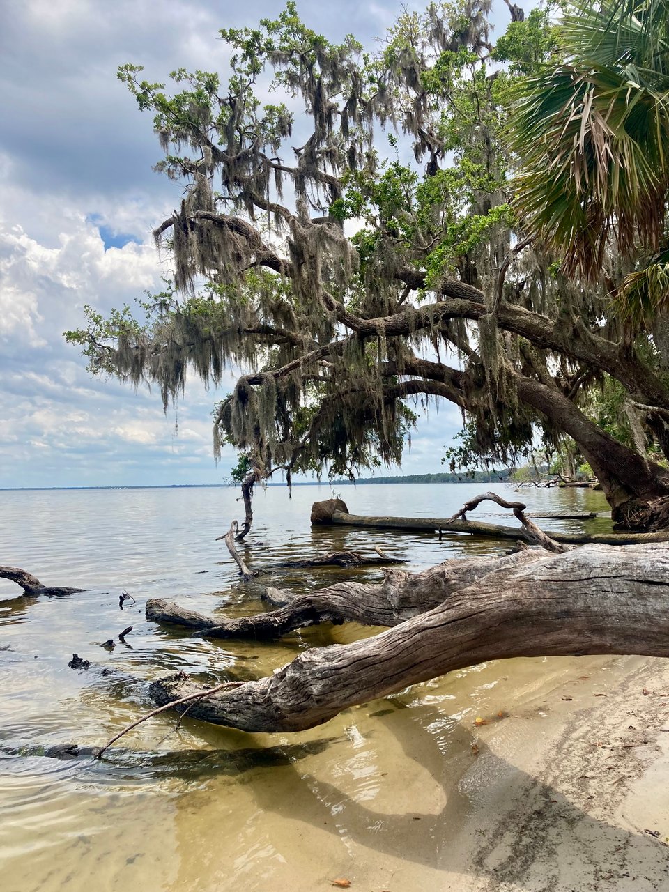 photo of Lake George in the Ocala National Forest, viewed from the trail end in Silver Glen Spring. the shore shows a tree with Spanish moss and another large, fallen tree in the water.