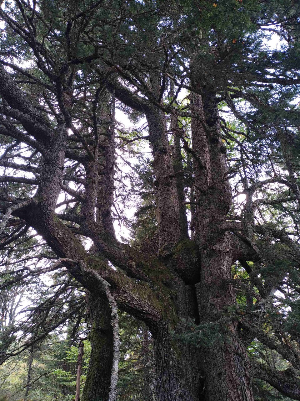 Sapin remarquable à 1500 mètres d'altitude (Pyrénées).