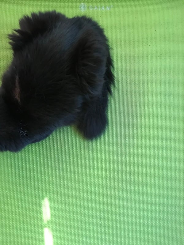 A black, furry blog on a light green background