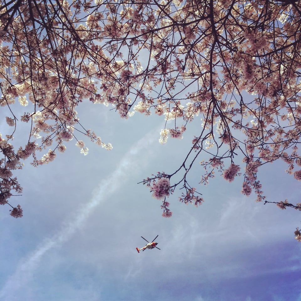 looking up at the sky through the cherry blossoms with a helicopter passing by in the background