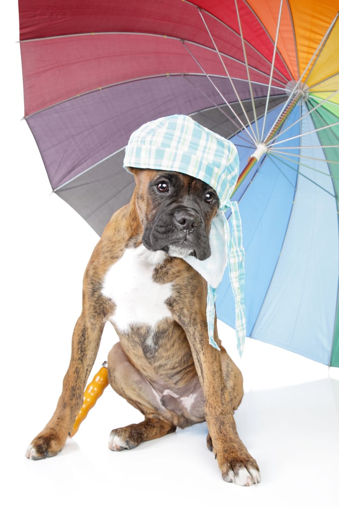 A Great Dane puppy wears a head wrap and sits under an umbrella.