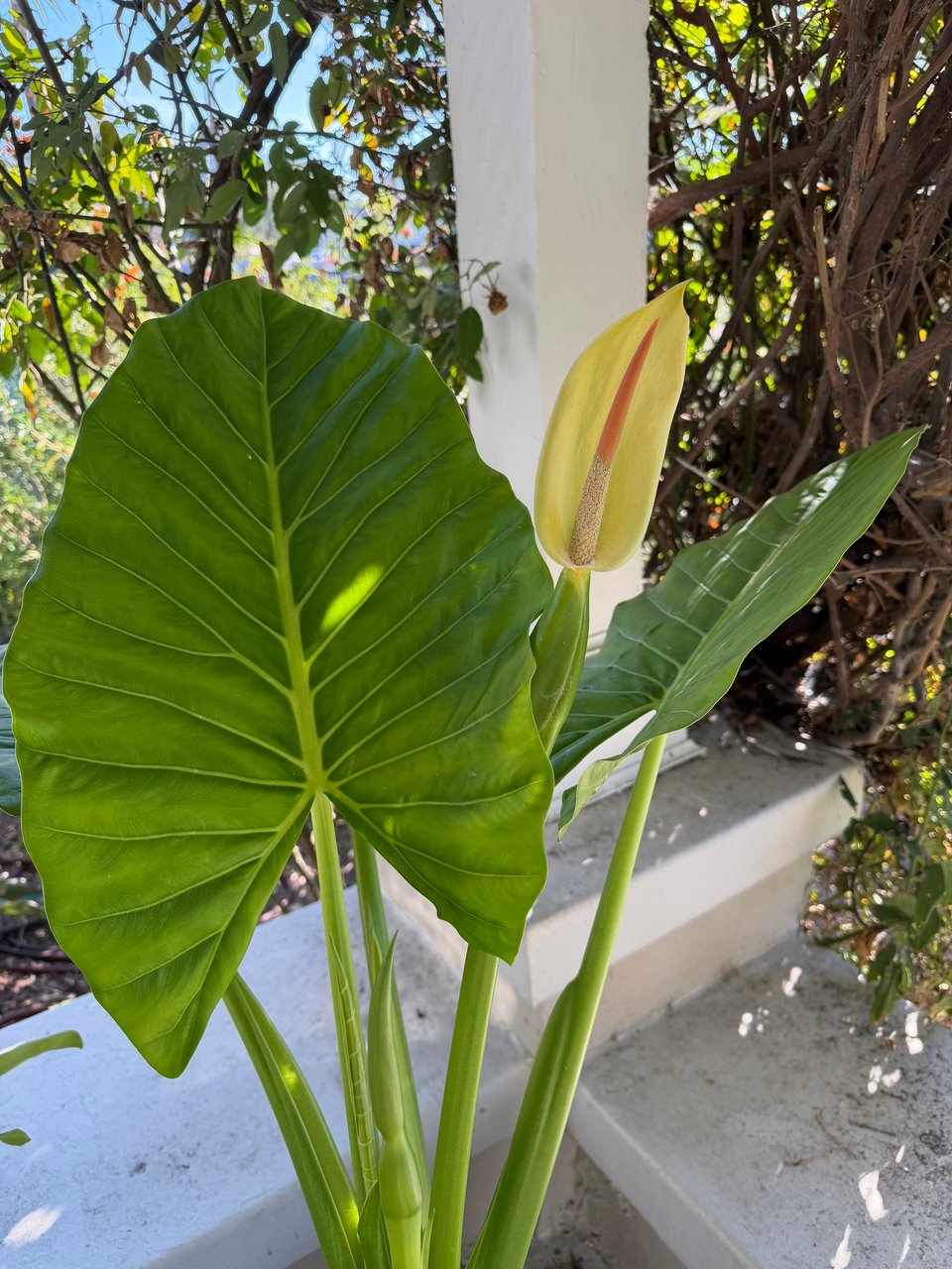 a vibrant green elephant ear plant with a yellow waxy flower on a front porch